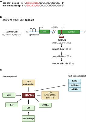 MicroRNA-34a: Potent Tumor Suppressor, Cancer Stem Cell Inhibitor, and Potential Anticancer Therapeutic